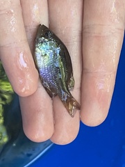 Enneacanthus gloriosus