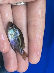 Enneacanthus gloriosus