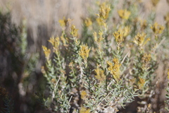 Ericameria cooperi