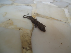 Hemidactylus