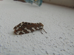 Arachnis zuni