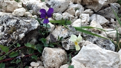 Viola eugeniae