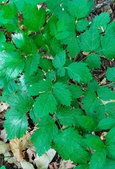 Actaea spicata