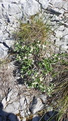 Daphne alpina