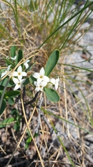 Daphne alpina