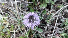 Globularia cordifolia