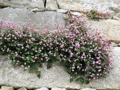 Persicaria capitata