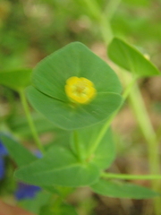 Euphorbia condylocarpa