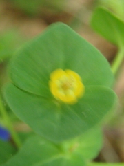 Euphorbia condylocarpa