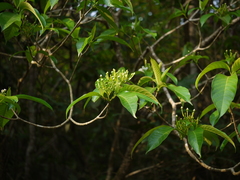 Tabernaemontana alternifolia