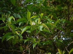 Tabernaemontana alternifolia