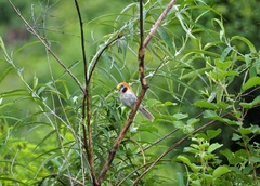 Paradoxornis guttaticollis