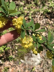Berberis × ottawensis