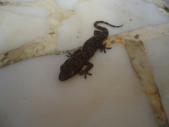 Hemidactylus