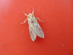 Lophocampa mixta