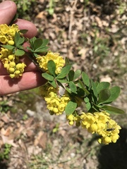 Berberis × ottawensis