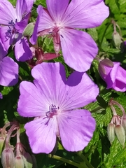 Geranium atlanticum