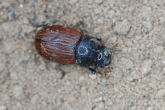 Aphodius pedellus