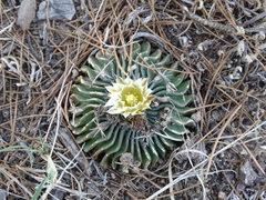 Echinofossulocactus phyllacanthus