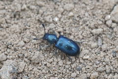 Necrobia violacea