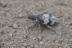 Bothynoderes affinis