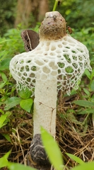 Phallus atrovolvatus