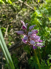 Orchis militaris