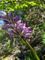Orchis militaris