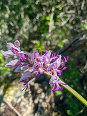 Orchis militaris
