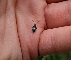 Disonycha pensylvanica