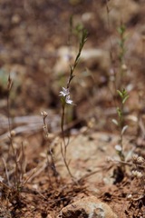 Polygonum californicum