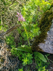 Orchis militaris