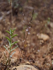 Polygonum californicum