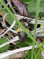 Andrena carlini