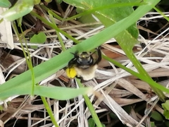 Andrena carlini