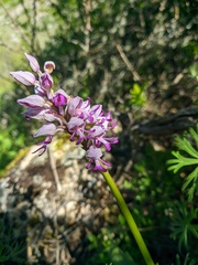 Orchis militaris