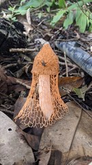 Phallus cinnabarinus