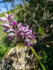 Orchis militaris