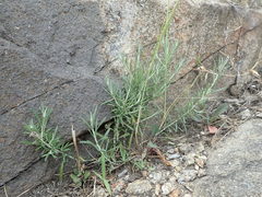 Magnoliopsida