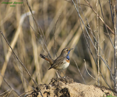 Luscinia svecica