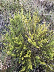 Hypericum tenuifolium