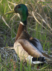 Anas platyrhynchos