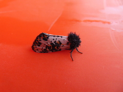 Xanthopastis moctezuma