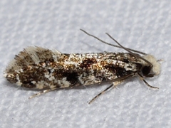 Nemapogon granella