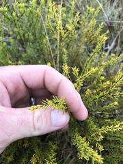 Hypericum tenuifolium