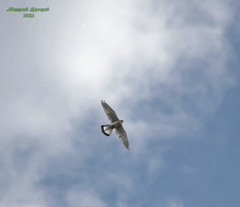 Falco tinnunculus