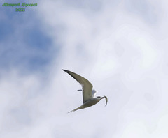 Sterna hirundo