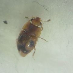 Epuraea