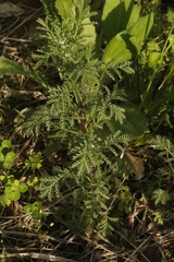 Achillea nobilis