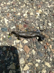 Plestiodon septentrionalis